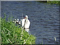 Swan with young