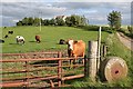 Cattle at Broomhill, Morayshire