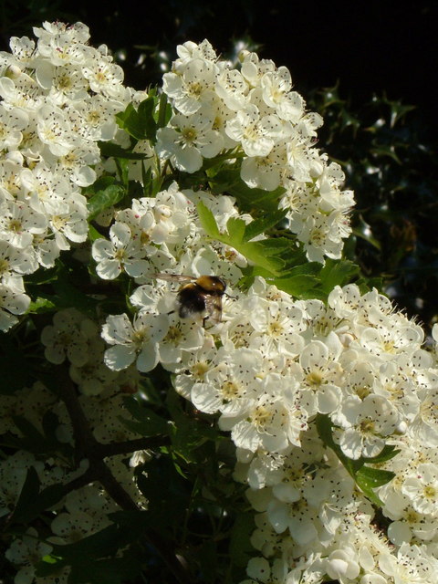 Bee on Hawthorn