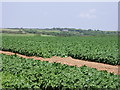 Potato fields near Townshend