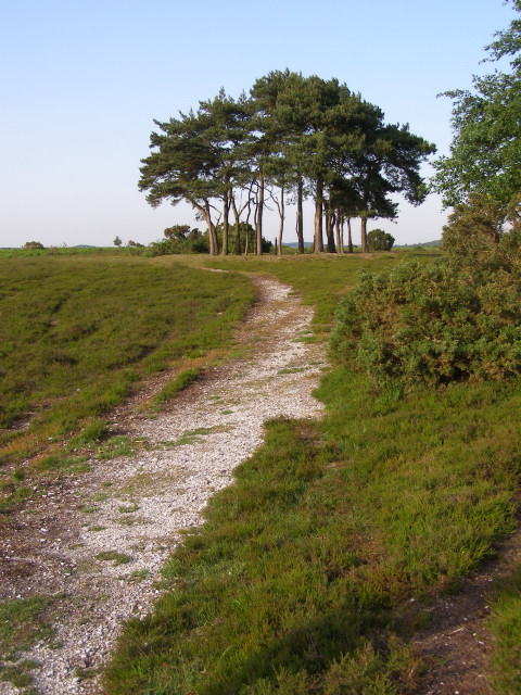 Approaching Robin Hood's Clump, Ibsley Common, New Forest