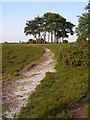 SU1710 : Approaching Robin Hood's Clump, Ibsley Common, New Forest by Jim Champion