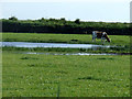 Cow grazing near to small pond