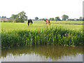 Horses grazing by Shropshire Union canal