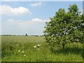 Suffolk wheat fields