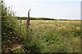 Barley Field