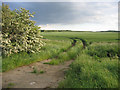 Farmland from Chapel End Road, Houghton Conquest, Beds