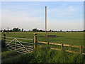 Sheep grazing off Elms Lane, Wilstead, Beds