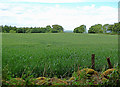 Field and trees