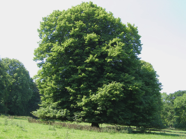 Lime tree in Hinton Ampner Park © Jim Champion cc-by-sa/2.0 :: Geograph ...