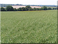 SU5928 : Rape field and long barrow north of Lamborough Lane by Jim Champion