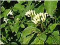 Dogwood buds (Cornus sanguinea)