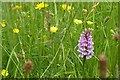 SU7917 : Common Spotted Orchid by Ben Gamble