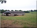 Cattle Shednear Tick Bridge