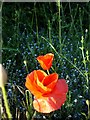 Poppies and forgetmenots