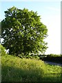 TQ9053 : Oak tree on Faversham Road by Penny Mayes