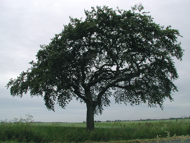 Beech tree on Dam Lane