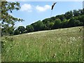 Pastureland, Chesham Vale