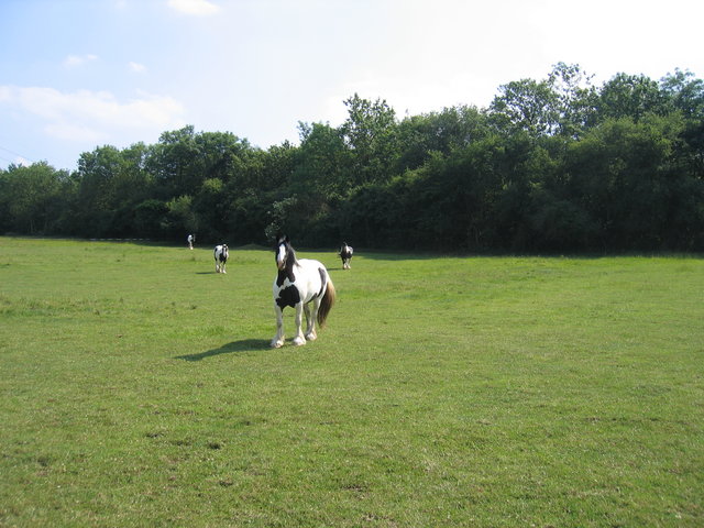 Horses near Lenchwick