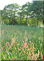 Sunlit meadow by Oss Mere