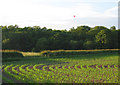 Balloon over Ossmere Wood