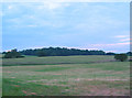 View towards Larder Wood