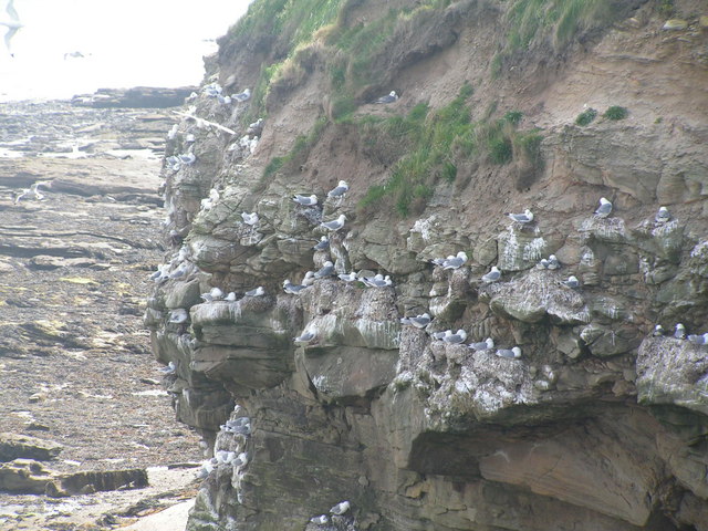 Kittiwakes nesting on a cliff, North Sunderland point