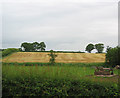 Mown field, Gauntons Bank