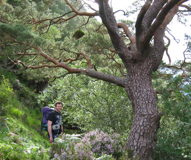 Ancient Caledonian pine