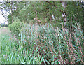 Reeds at Norbury Mere