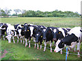 Inquisitive cows near Norbury Mere