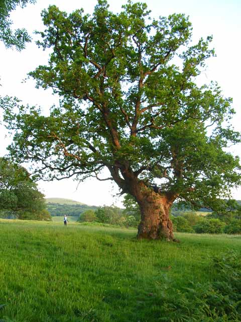 Ancient oak tree, Dan y Parc