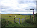 TL0539 : Sheep on the footpath, Maulden, Beds by Rodney Burton