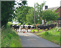 Cow crossing