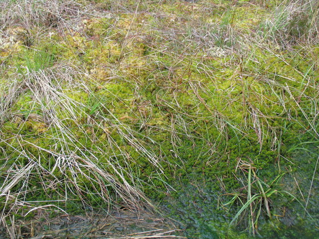 Sphagnum Bogmoss at Whixall Moss