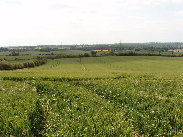 Wheat field, Nuneham Courtenay