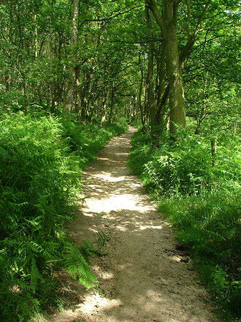 Path up through Whitley Wood