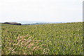 Payhembury: wheat field