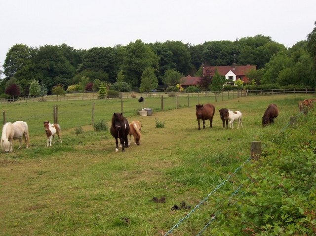 Ponies in field