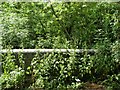 Overgrown Railway, Broughton Astley