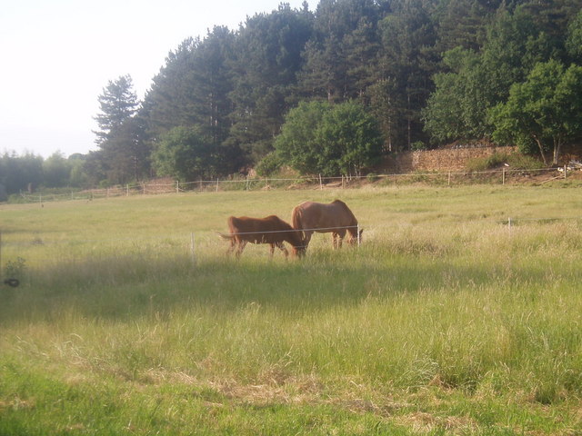 Horses by Stratford road