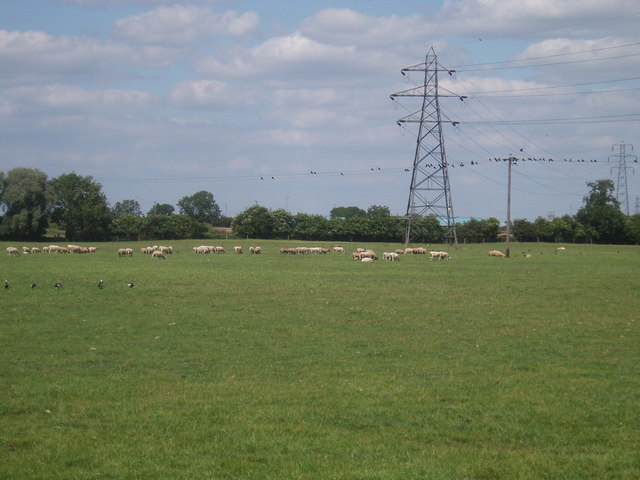 Lots of birds and sheep