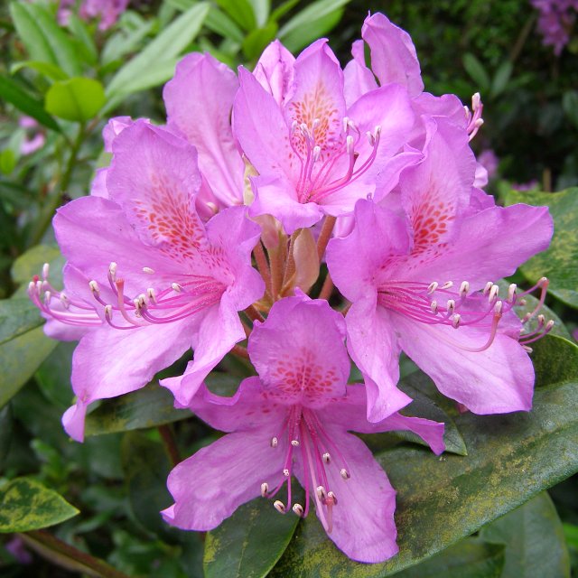 Rhododendron flowers, New Forest