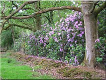 SU3107 : Rhododendron on the northern boundary of the Pondhead Inclosure, New Forest by Jim Champion