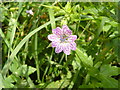 Geranium versicolor at Bozomzeal