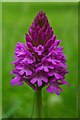 TQ5260 : Pyramidal orchid by Glyn Baker