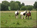 Horses in pasture at Broad