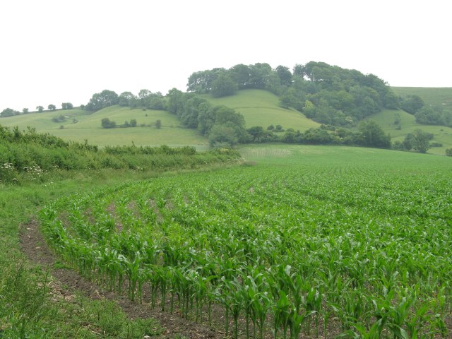 View over crop towards Kings Play Hill