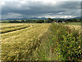 Barley, Forth valley