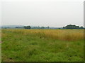 Pasture land, west of Golden green.